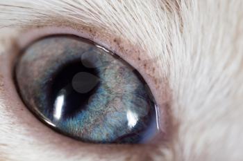 The eye of a small kitten as a background. macro