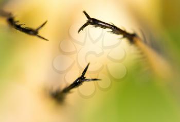 Spikes on the clutches of a dragonfly. macro