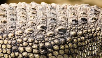 Spikes on crocodile skin in the zoo as a background