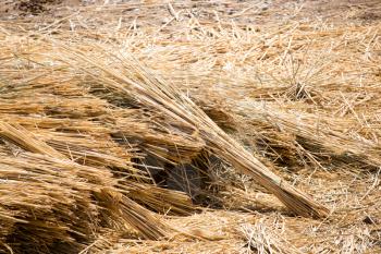 Yellow hay is dried on the ground as a background .