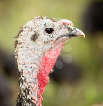 A young turkey on a farm in nature
