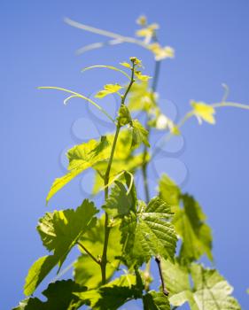 Mustache against grapes against the blue sky .