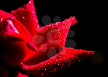 Beautiful red rose with water drops as background