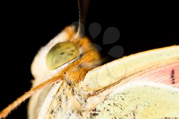 portrait of a butterfly in nature. macro