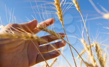 Yellow ears of wheat in hand in nature .