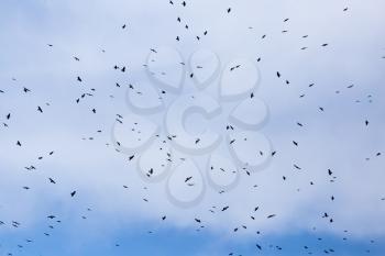 A flock of raven birds on a blue sky .
