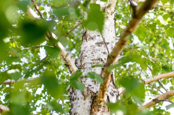 branches of birch with white bark in nature .