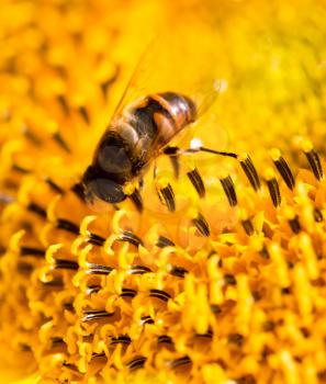 a bee on a yellow sunflower in nature. macro