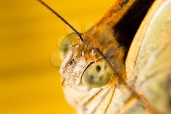 portrait of a butterfly in nature. macro