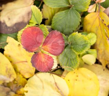 background of strawberry leaf fall. macro