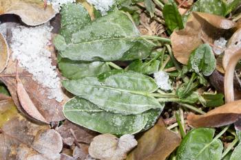 sorrel leaves in the snow