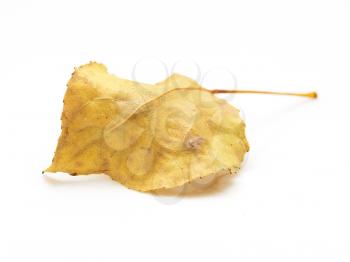 yellow autumn leaf on a white background