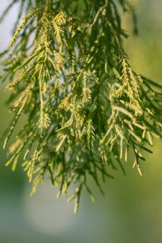 Thuja tree branch in nature