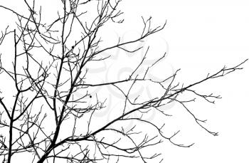bare branches of a tree on a white background