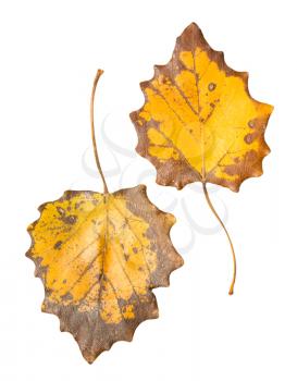 two autumn leaf on a white background