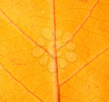 autumn leaf as a background. macro