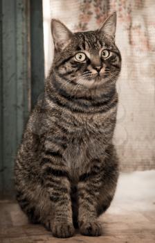 Portrait of a tabby gray cat