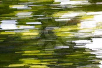 Motion blurred foliage