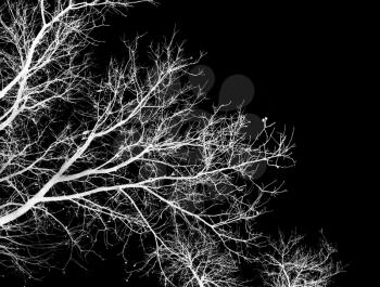 bare tree branches on a black background