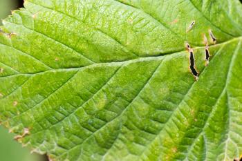 Green raspberry leaf. macro