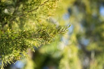 coniferous tree branch in nature