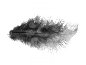 Black feather on a white background