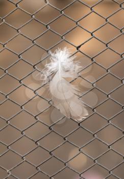feather on a metal grid