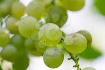 green grapes in nature. macro