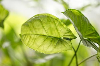 beautiful background of green plant leaf
