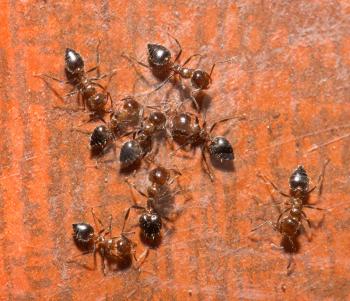 ants. macro