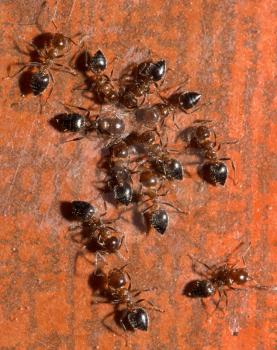 ants. macro