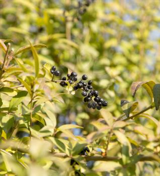 Deep blue and glossy berries on a shrub of the Wild Privet, Ligustrum vulgare, in autumn