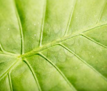 green leaf. macro