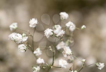 small white flowers. macro