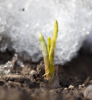 Escape small garlic after snow. macro