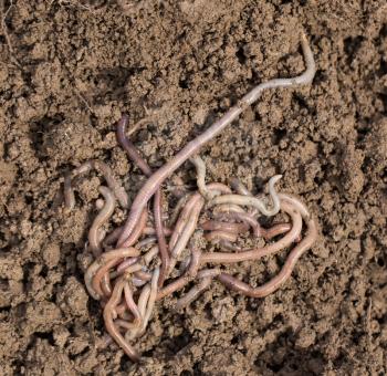earthworms on soil. macro