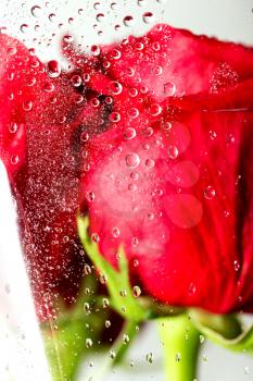 water drops on a package of red roses. macro
