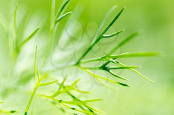 dill on nature. macro