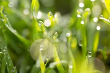 dew drops on the green grass. macro