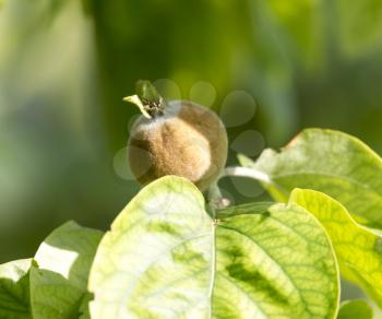 quince tree in nature