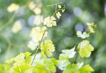 young branches of grapes on nature