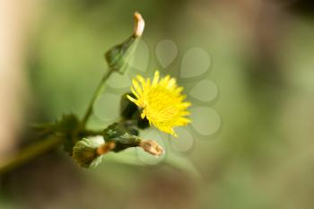 yellow dandelion on nature. macro