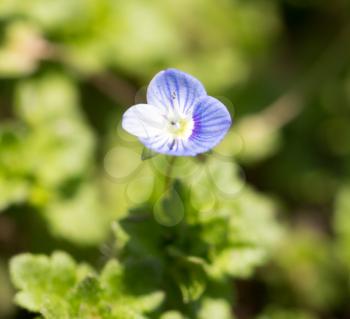 small blue flower on nature