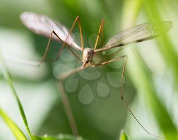 mosquito in the grass outdoors. macro