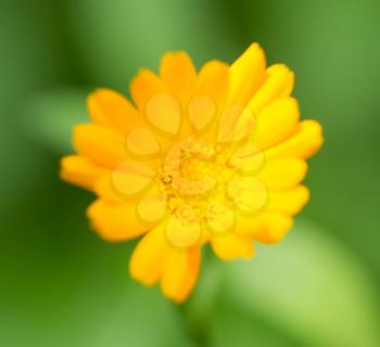 yellow flower in nature