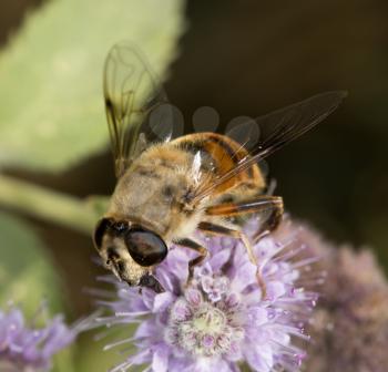 bee in nature. close-up