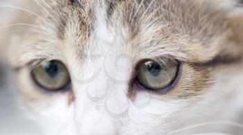 kitten eyes. macro
