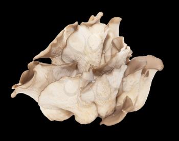 oyster mushrooms on a black background