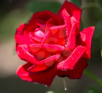 water droplets on a red rose