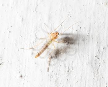 mosquito on the white wall. macro